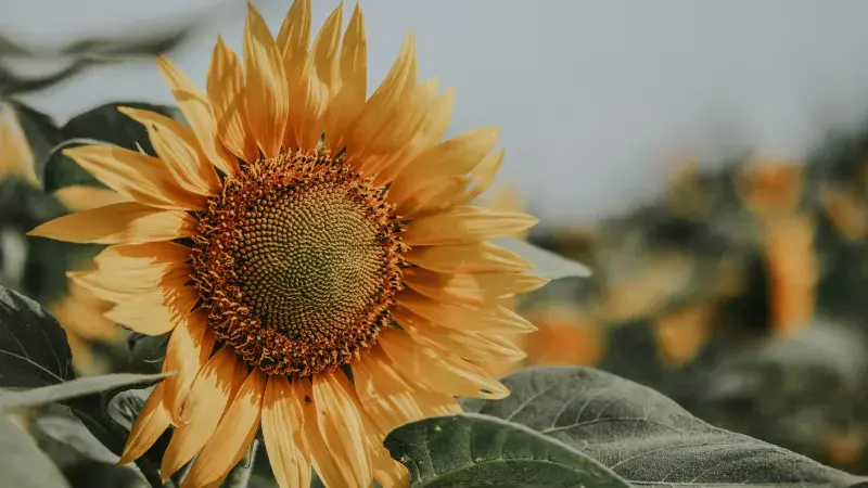Sunflower