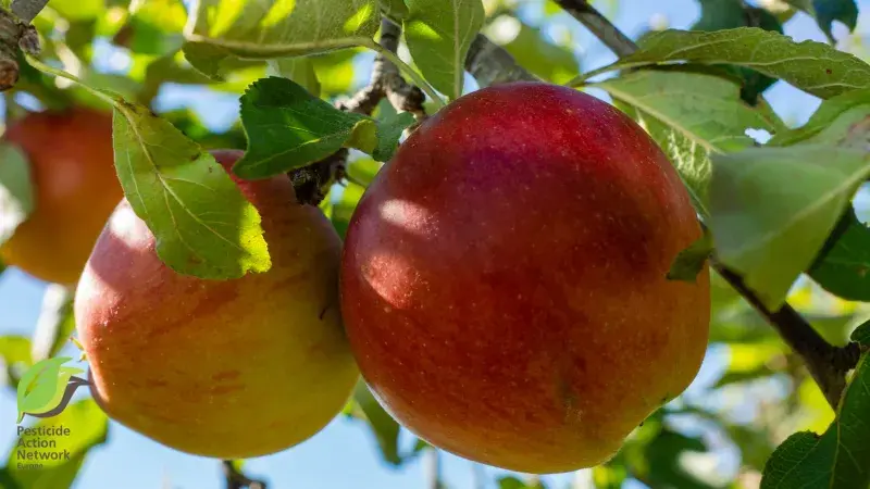 European apples contaminated with cocktails of pesticides (PFAS, neurotoxins and other highly toxic substances)