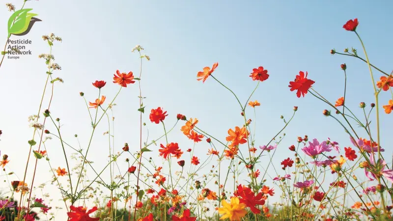 Pesticide-free agriculture is profitable and boosts yields, a new French study shows