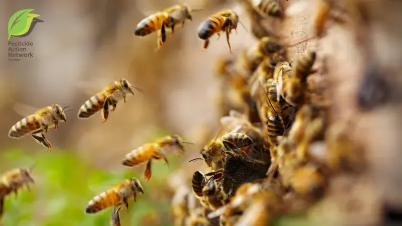 Pesticides change how bees and fish behave - And why that matters for all of us