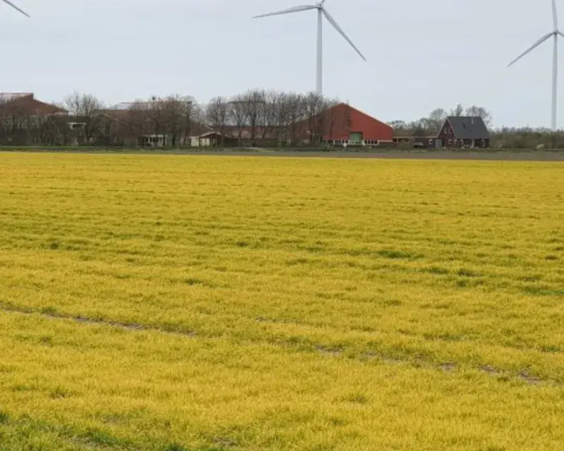 Weed management: Alternatives to the use of glyphosate