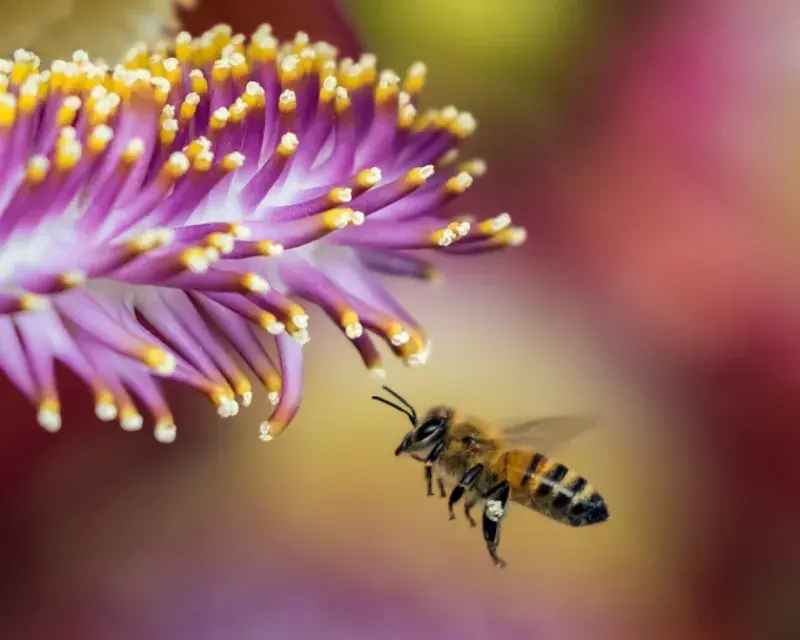 Pesticides keep killing bees in the EU