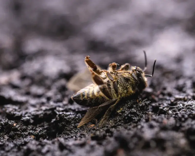 Dead bee