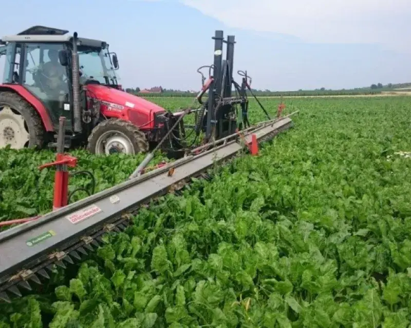 Growing sugar beets without neonicotinoids?