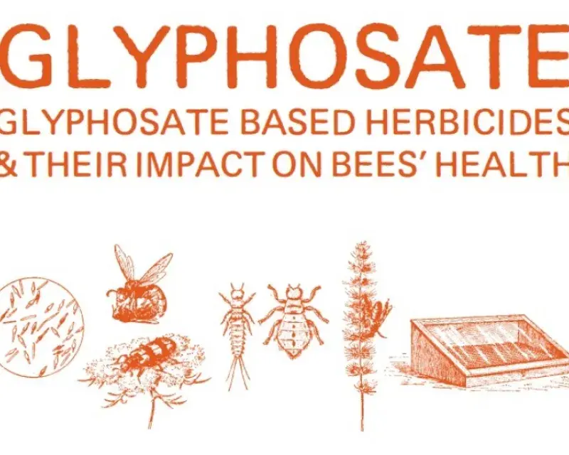 Glyphosate and Bees