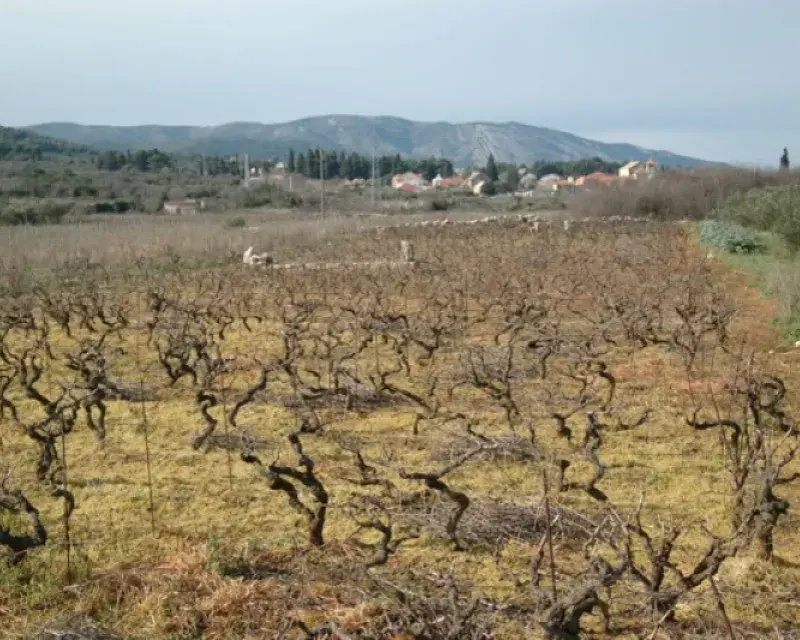 Local Struggles against Use of Pesticides in UNESCO World Heritage Sites: the Cases of Italian Prosecco region and Croation Hvar Island