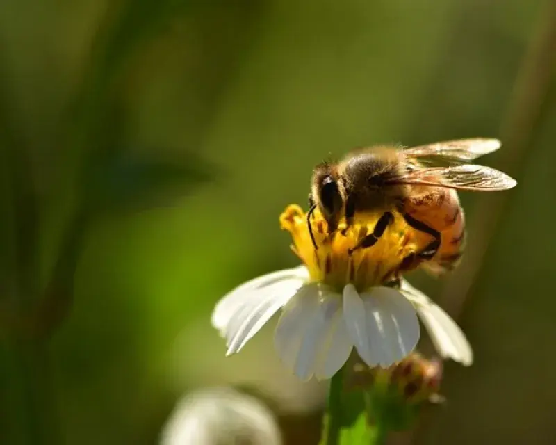 Bees continuously threatened