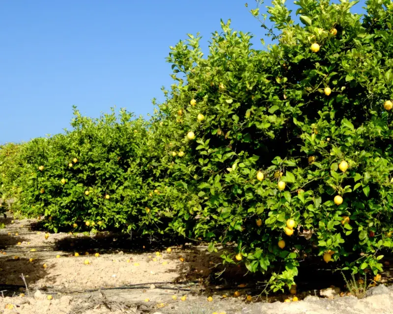 Lemon Trees