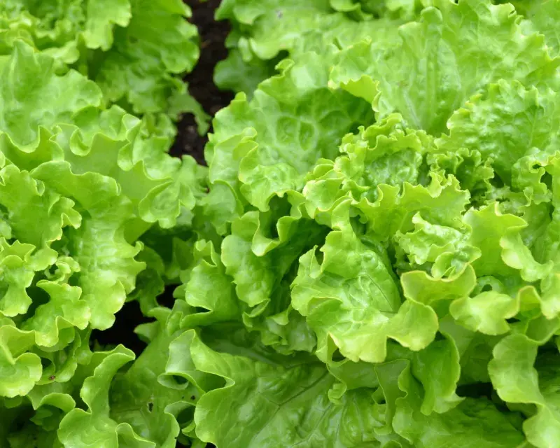 Lettuce