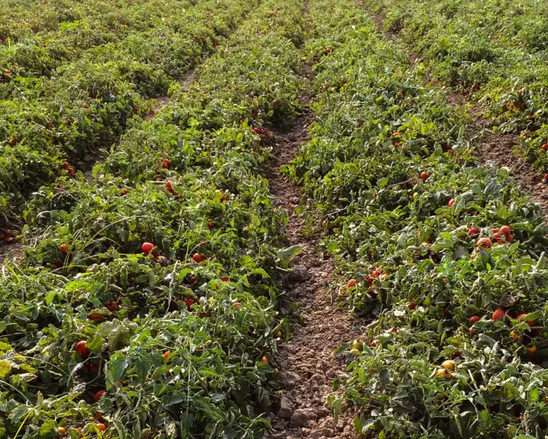 Tomato Field