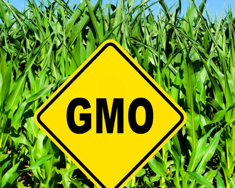 GMO