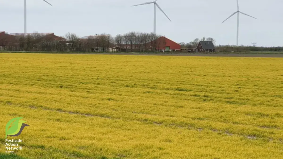 Weed management: Alternatives to the use of glyphosate