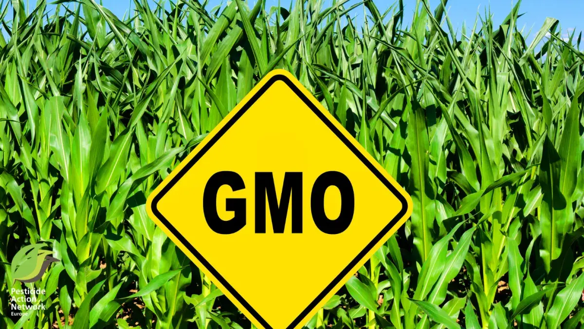 GMO
