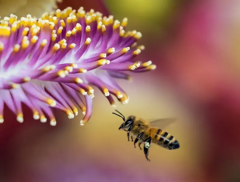 Pesticides keep killing bees in the EU