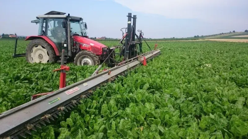 Growing sugar beets without neonicotinoids?