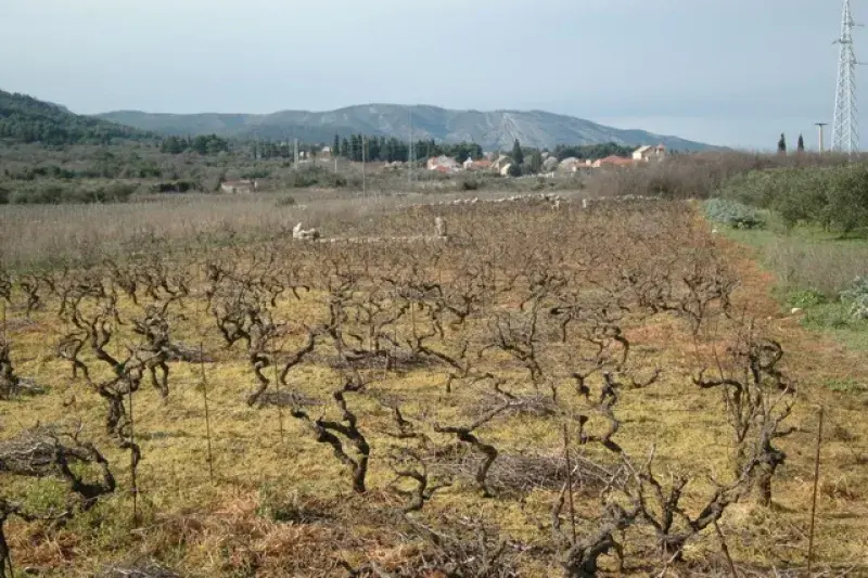 Local Struggles against Use of Pesticides in UNESCO World Heritage Sites: the Cases of Italian Prosecco region and Croation Hvar Island