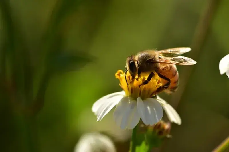 Bees continuously threatened