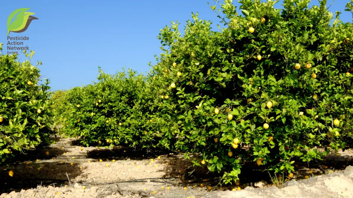 Lemon Trees