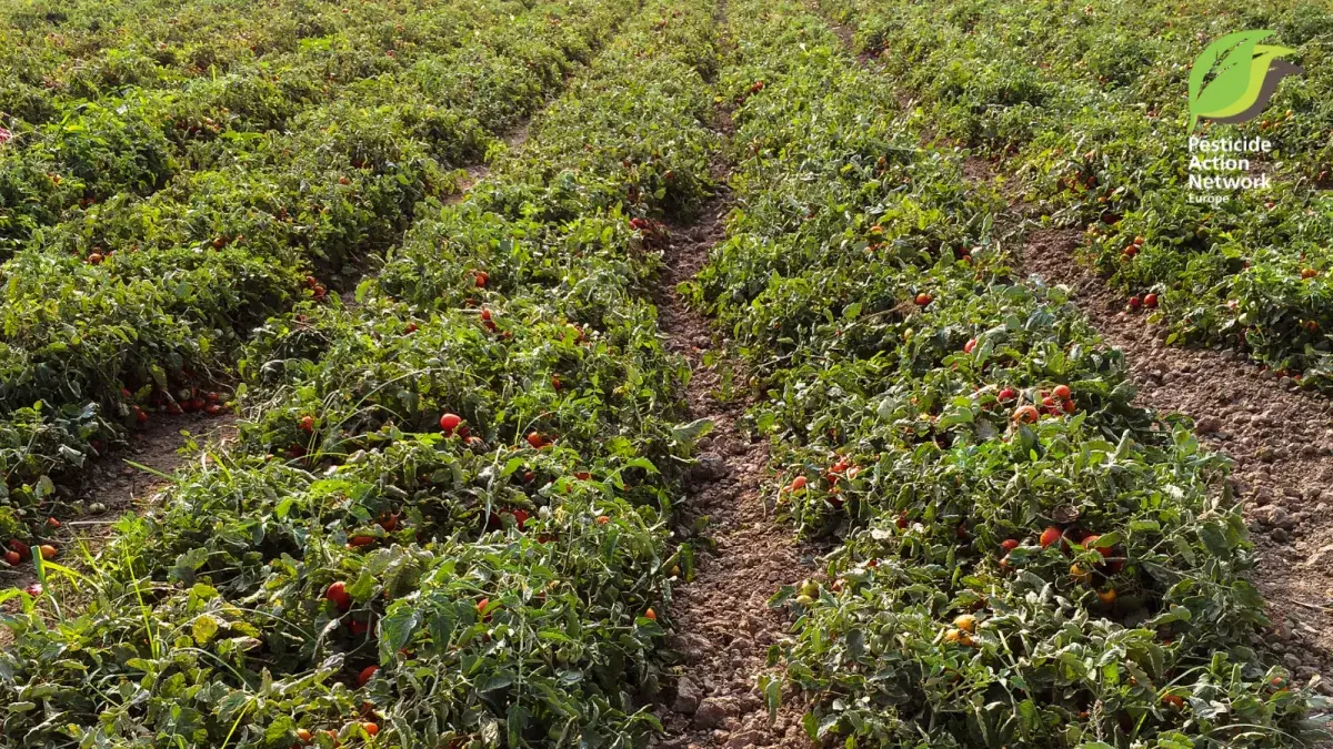 Tomato Field