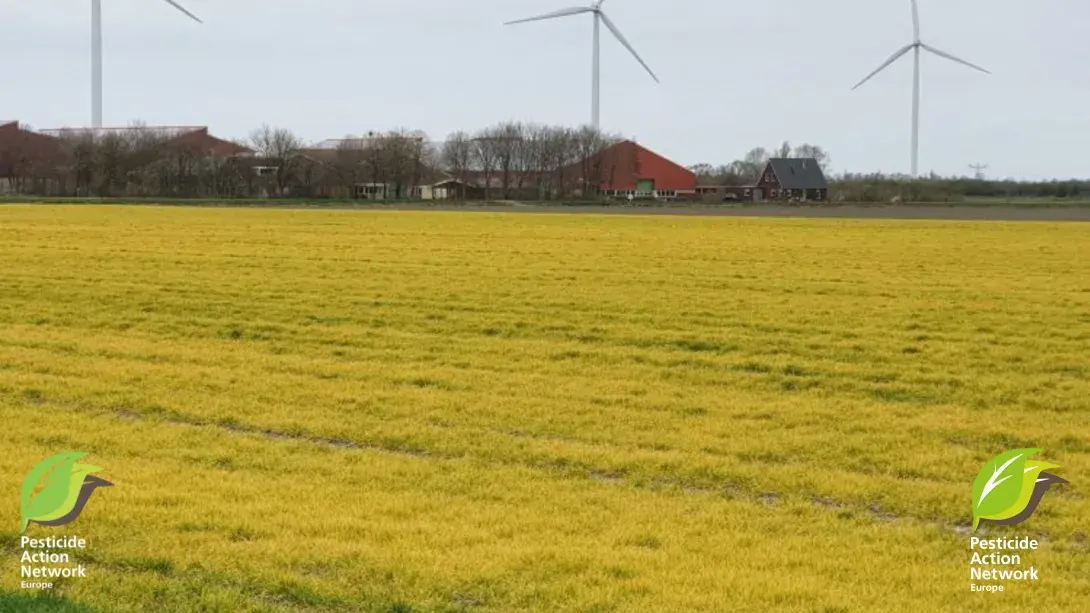 Weed management: Alternatives to the use of glyphosate